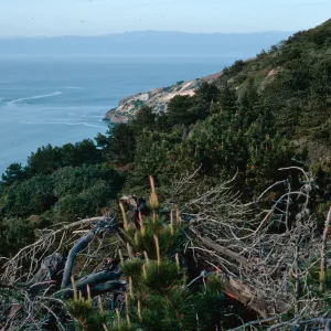 China Pines, Santa Cruz Island