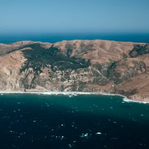 China Pines, Santa Cruz Island