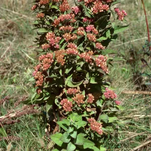 Pluchea purpurescens, Prisoners Harbor, Santa Cruz Island