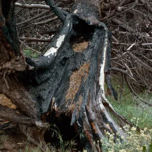 lightning strikes, burn site of February 1987, East of Twin Harbor, Santa Cruz Island