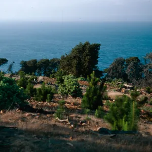 Dendromecon, pines, just East of Twin Harbor, Santa Cruz Island