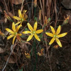 Bloomeria crocea, near field station, Santa Cruz Island