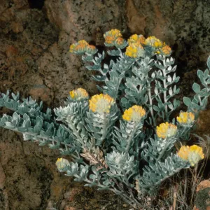 Lotus argophyllus niveus, Santa Cruz Island