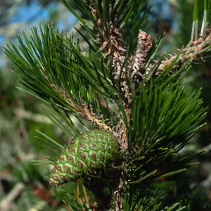 Pinus remorata, Christy Pines, Santa Cruz Island