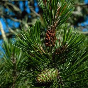 Pinus remorata, Christy Pines, Santa Cruz Island