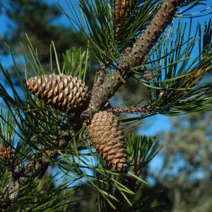 Pinus remorata, Christy Pines, Santa Cruz Island