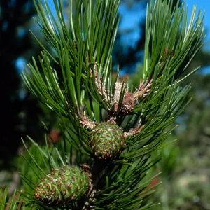 Pinus remorata, Christy Pines, Santa Cruz Island