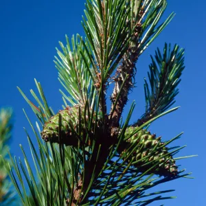 Pinus remorata, Christy Pines, Santa Cruz Island