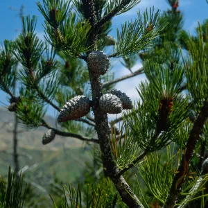 Pinus remorata, Christy Pines, Santa Cruz Island