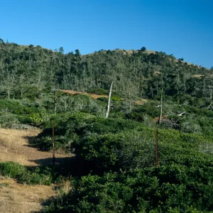 Christy Pines, Santa cruz Island