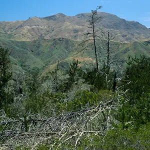 Christy Pines, Santa Cruz Island