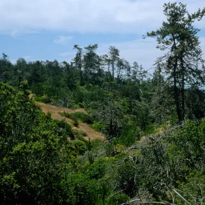 Christy Pines, Santa Cruz Island