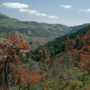 Christy Pines, South Ridge Road, Santa Cruz Island
