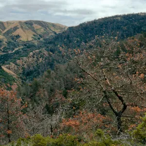 Christy Pines, South Ridge Road, Santa Cruz Island
