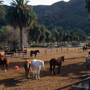 Avalon Stables Santa Catalina Island