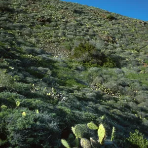 Prickly Pear cacti (Opuntia littoralis), coastal bluffs, Little Harbor, Santa Catalina Island
