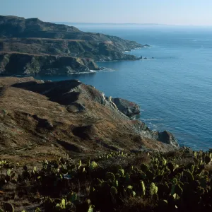 Prickly pear (Opuntia oricola in foreground), view of Little Harbor & vicinity, Santa Catalina Island