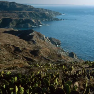 Prickly Pear (Opuntia littoralis in foreground), looking towards Little Harbor