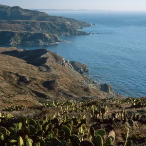 Prickly Pear (Opuntia oricola in foreground), looking towards Little Harbor, Santa Catalina Island