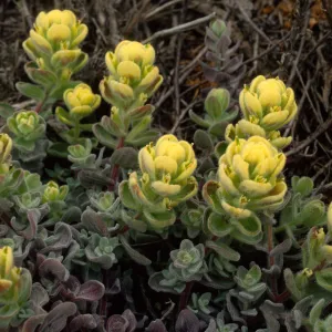 Castilleja mollis, Carrington Point, Santa Rosa Island