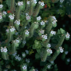 Phacelia cicutaria hispida, Tunnel Trail, Santa Barbara County