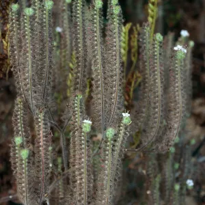 Phacelia cicutaria hispida, Tunnel Trail, Santa Barbara County