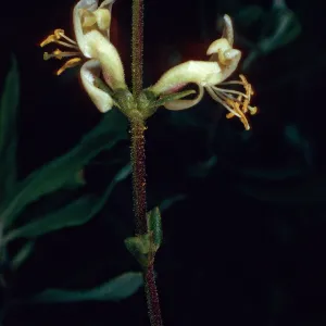Lonicera subspicata, Tunnel Trail, Santa Barbara County