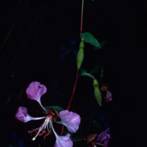 Clarkia unguiculata, Tunnel Trail, Santa Barbara County