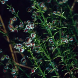 Galium angustifolium, Tunnel Trail, Santa Barbara County