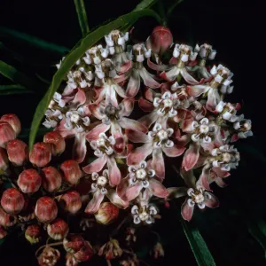 Asclepias fascicularis, Tunnel Trail, Santa Barbara County