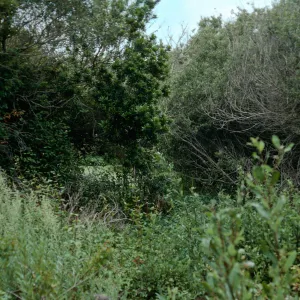 San Antonio Creek. lower portion, Vandenberg AFB