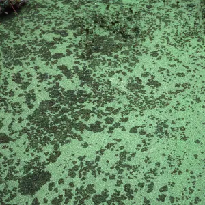 Azolla, San Antonio Creek, Vandenberg AFB