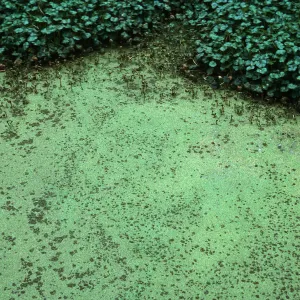 Azolla, San Antonio Creek, Vandenberg AFB