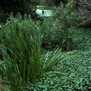Sparganium, San Antonio Creek, Vandenberg AFB