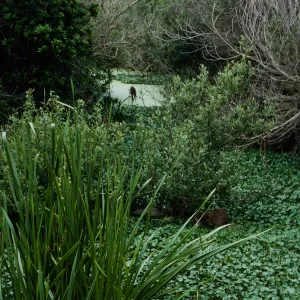 Sparganium, San Antonio Creek, Vandenberg AFB