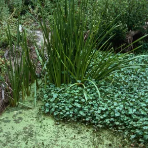 Sparganium, San Antonio Creek, Vandenberg AFB