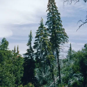 Abies bracteata, Villa Creek, Lions Den, Big Sur, Monterey County
