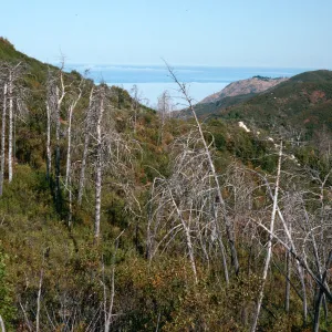 burned Cupressus sargentii grove, N-facing slope, Lions Den, Big Sur, Monterey County