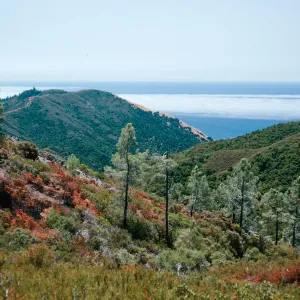 view down canyon from campground area, Lions Den, Big Sur, Monterey County