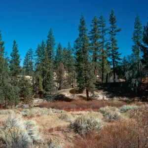 Thorn Meadows, Los Padres National Forest