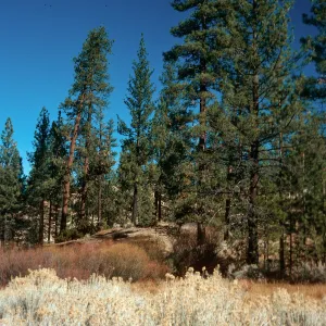 Thorn Meadows, Los Padres National Forest