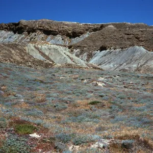 Lupine Scrub, South side, drop-off road, San Nicolas Island