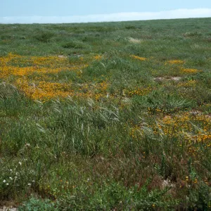 Stipa pulchra, mesa, West of Building 121/137, San Nicolas Island