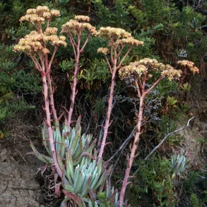 Dudleya virens, Live-Forever Canyon, San Nicolas Island