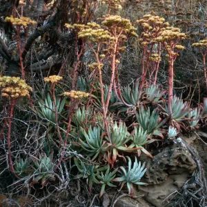 Dudleya virens, Live-Forever Canyon, San Nicolas Island