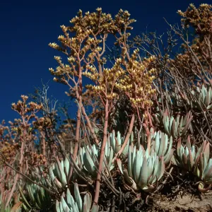 Dudleya virens, Live-Forever Canyon, San Nicolas Island