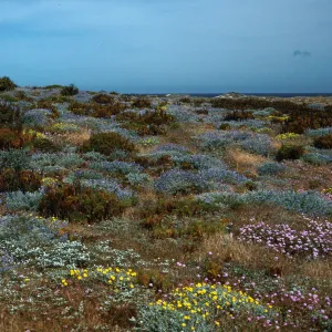 Lupinus (Lupine),/Coreopsis/Malacothrix/ Abronia (Sand Verbena), just West of Corral Harbor, San Nicolas Island
