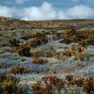 Lupinus (Lupine),/Coreopsis Scrub, just West of Corral Harbor, San Nicolas Island