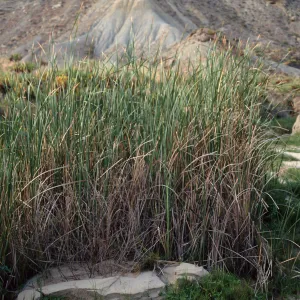 Typha domingensis, lower Twin Rivers, San Nicolas Island