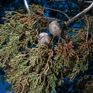 Cupressus, Guadalupe Island